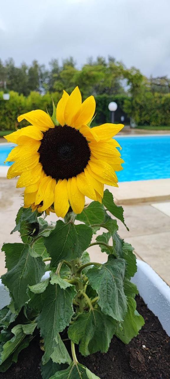 B&B Villa Antonella Piazza Armerina Luaran gambar